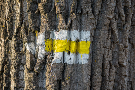 symbol sign of a hiking trail on tree