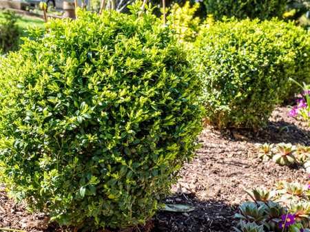 Box hedge in a parkの写真素材