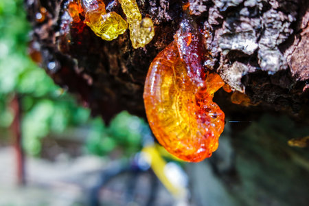 Drops of resin on a treeの写真素材