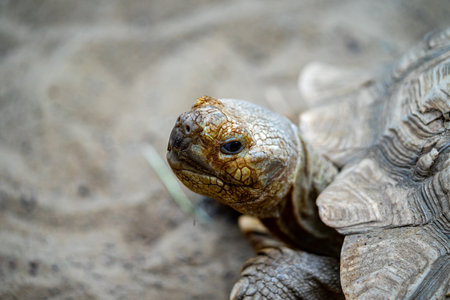 big turtle on the rockの写真素材