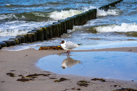seagulls on the beach usedomの写真素材