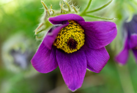 Macro shot of a pasque flowerの写真素材