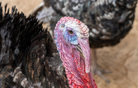 Turkey bird portrait in the nature