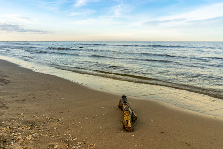driftwood on the beach usedom baltic seaの写真素材