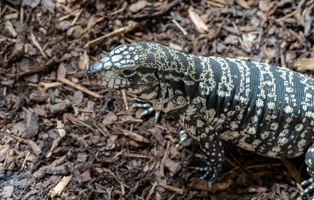 Teju lizard Salvator merianae in the natureの写真素材
