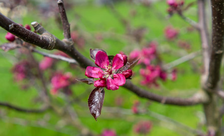 Macro shot of a red apple blossom in springの写真素材
