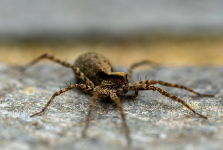 macro shot spider on the ground