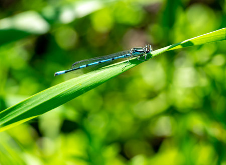 blue dragonfly on a green leaf