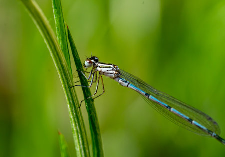 macro shot dragonfly on a green leafの写真素材