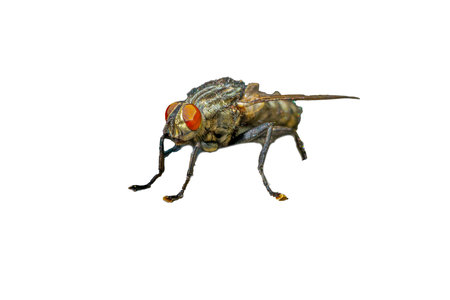 fly isolated on white background