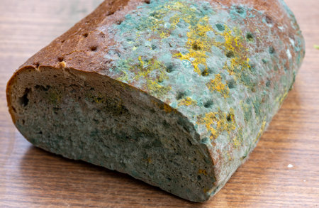 bread on the table with mould