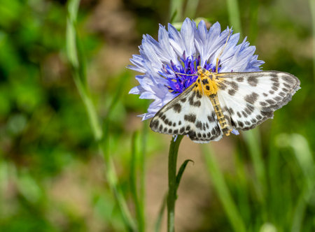 Anania hortulata butterfly on a cornflowerの写真素材