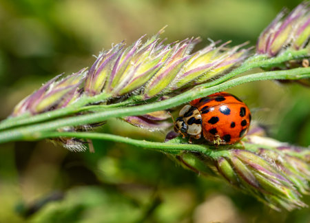 Coccinella ladybird on a leaf macro shot