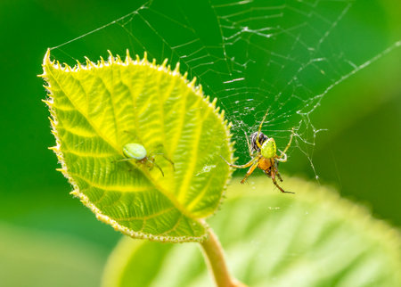 Green Pumpkin Spider on a leafの写真素材
