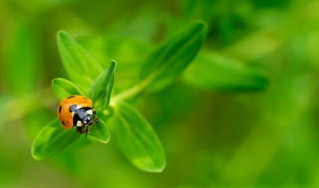ladybug on green leaf in the garden