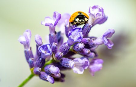 ladybird on a flavender flower macro shot 01の写真素材
