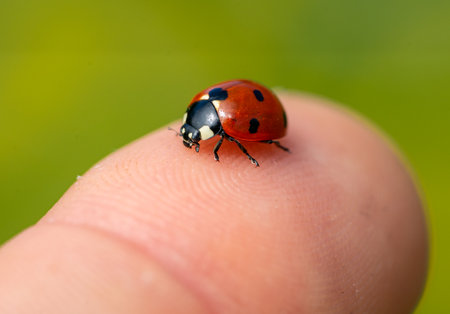 ladybird on a hand macro shotの写真素材