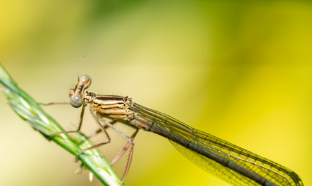 dragonfly on a leaf macro shotの写真素材
