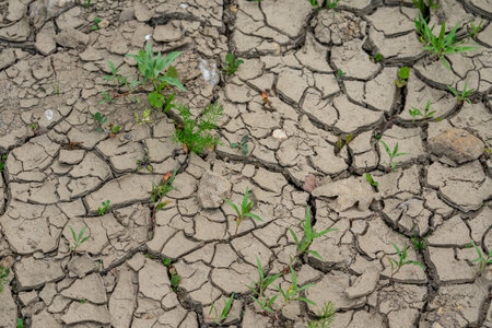 cracked earth in the garden