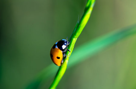 ladybug on green blade of grass