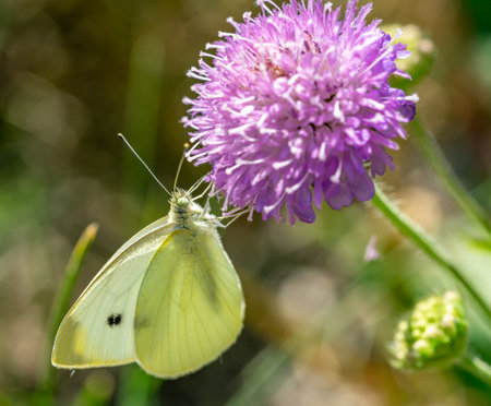 Little Cabbage White butterfly on thistleの写真素材