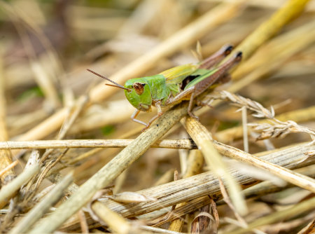 green grasshopper on the grassの写真素材