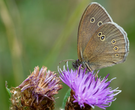 Aphantopus hyperantus ringlet butterfly on a thistle