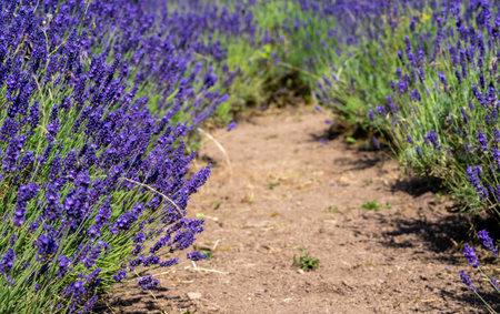 lavender field in provence regionの写真素材