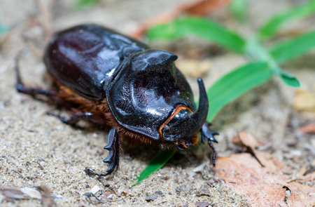 Oryctes nasicornis beetle on a leaf in the wildlifeの写真素材