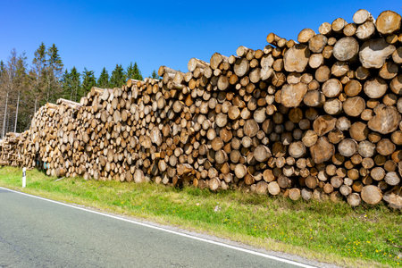 stack of firewood in the thuringian forestの写真素材