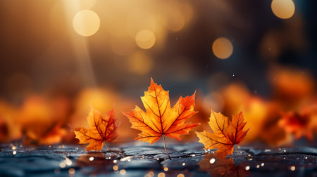 autumn leaves in the sun with bokeh backgroundの素材