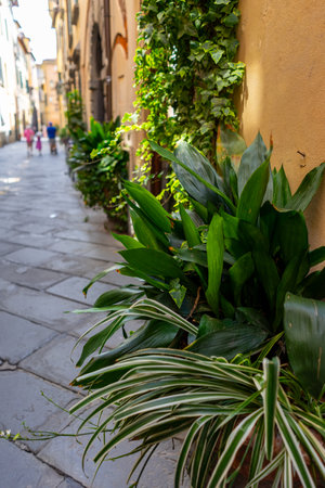 plants on Italy streetの写真素材