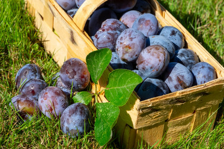 plums in a basket in the gardenの写真素材