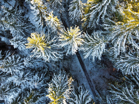 Road in a winter forest from aboveの写真素材