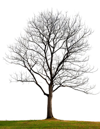 silhouette of a winter tree on transparent backgroundの素材
