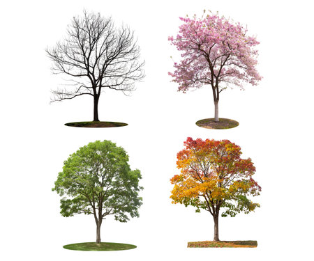 All four seasons trees isolated on transparent backgroundの素材