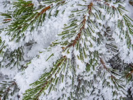 Fir branches with snow in winterの写真素材