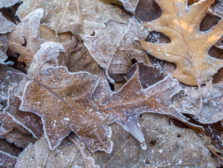 Leaves with frost on the groundの写真素材