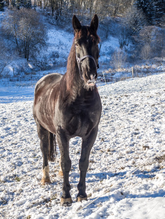 Black stallion in a winter landscape on the fieldの写真素材