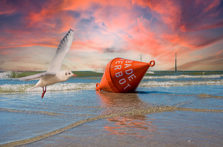 Buoy with seagull North Sea beachの写真素材