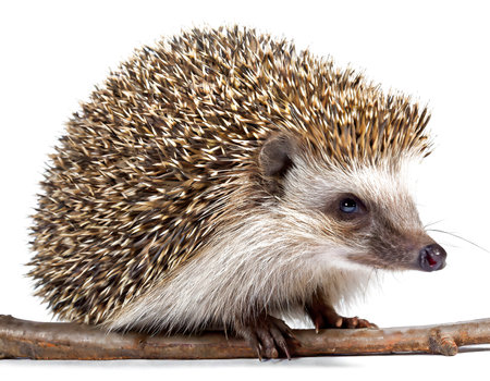 hedgehog on a branch isolated on white backgroundの素材