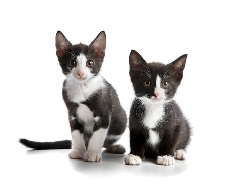 black and white cat on white background, cutoutの素材