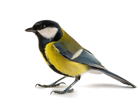 great tit Parus major bird isolated whiteの素材