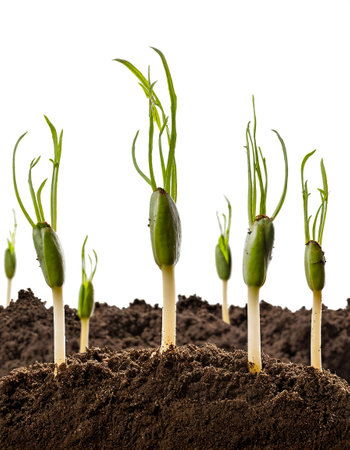 plant growing in soil isolated whiteの素材