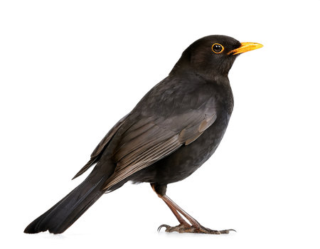 blackbird Turdus merula isolated whiteの素材