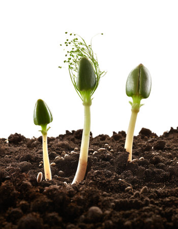 young plant growing from soil isolated whiteの素材