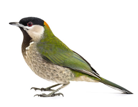 Picus viridis green woodpecker bird isolated whiteの素材