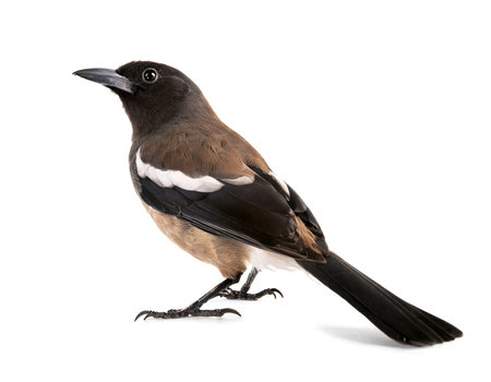 magpie Pica pica bird isolated whiteの素材