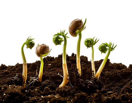 concept plant growing in soil whiteの素材