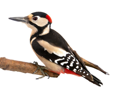 great spotted woodpecker bird isolated whiteの素材